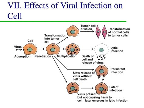 Read Online Introduction To Animal Virology By I Halliburton
