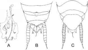 Intromittent Organs - Cockroach Species - Ecology Center