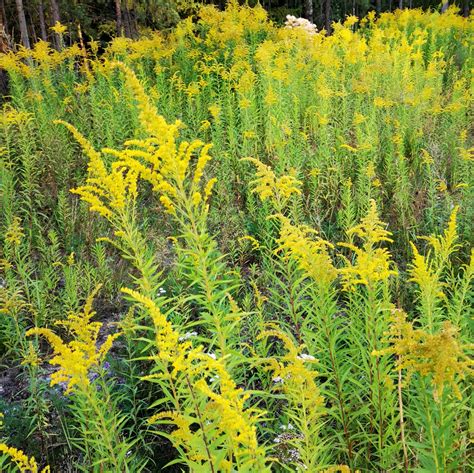 Invasiva växter bilder