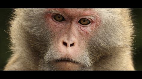 Invasive, herpes-carrying monkeys reach Northeast …