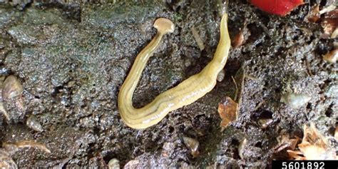 Invasive, toxic worms may be killing earthworms in your garden