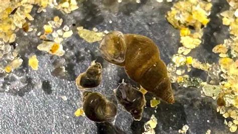 Invasive New Zealand mudsnails found in Lake Tahoe