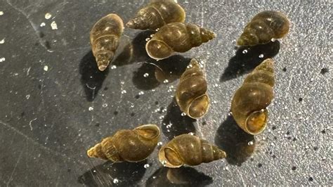 Invasive New Zealand mudsnails found in Lake Tahoe for the first time