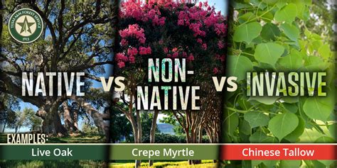 Invasive Non-native Plant Laws - Home - Florida …