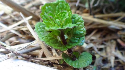 Invasive Plants Stopping Mint in Garden Bed and Gopher Attack