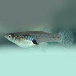 Invasive Species Council of Manitoba: Mosquitofish