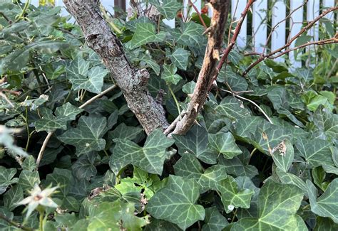 Invasive and ubiquitous, English ivy can hurt trees and plants. Removing it isn’t easy