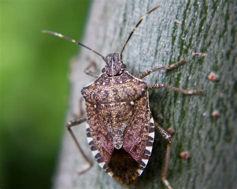 Invasive bug spotted in Illinois