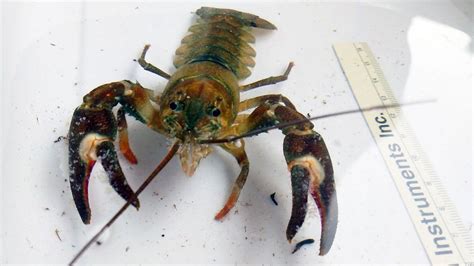 Invasive crayfish confirmed in Minnesota for first time