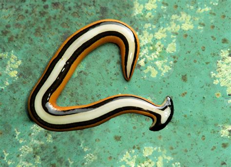 Invasive hammerhead flatworms spotted in Texas