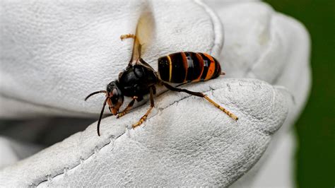 Invasive hornet species found in the US for the first time
