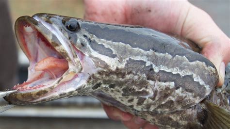 Invasive northern snakehead fish found in southeastern Missouri for second time