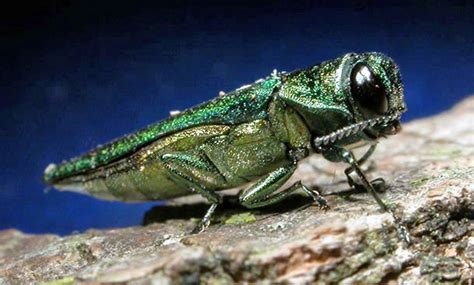 Invasive wood-boring beetle detected in Arapahoe County