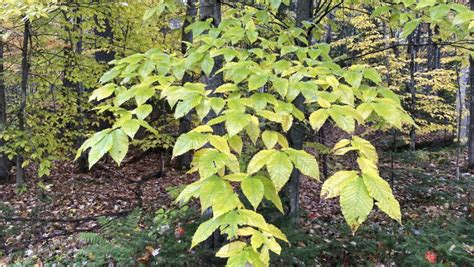 Invasive worm causes disease in Vermont beech trees