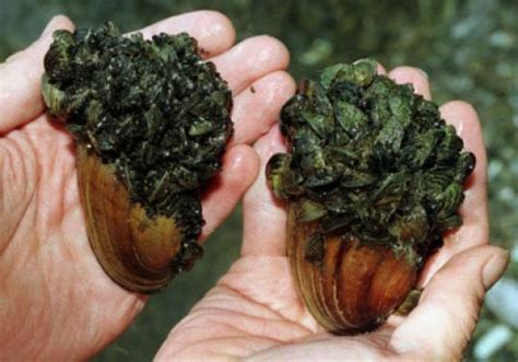 Invasive zebra mussels found in Massachusetts lake