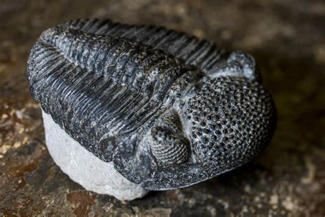 An exceptionally well-preserved collection of fossils discovered in eastern Yunnan Province, China, has enabled scientists to solve a centuries-old riddle in the evolution of life on earth .... 
