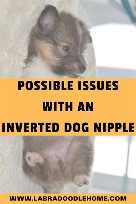 Inverted Dog Nipple: Should You be Worried? Everything You …