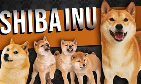 Invest in shiba inu. Things To Know About Invest in shiba inu. 