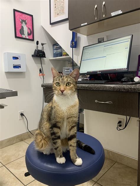 Inwood animal clinic. Inwood Animal Clinic Personal Website Report this profile Experience Veterinary Assistant ... Animal Scientist and Social Media Manager Saint Mary, Jamaica. Connect ... 