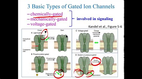 Ion Channels - YouTube