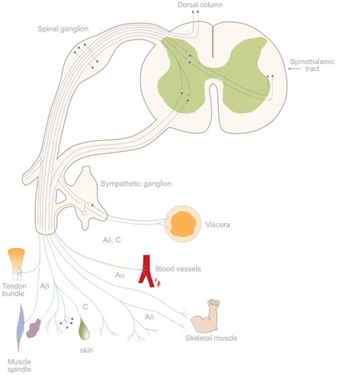 Ion Channels and Pain Alomone Labs