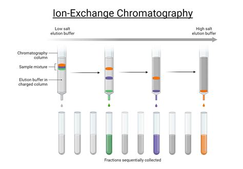 Ion Exchange Chromatography Principles