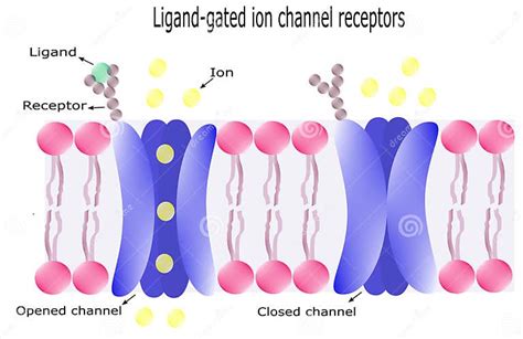 Ion channels are responsible for the flow of ions across cell membran