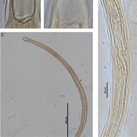 Iotonchus – Wikipedia