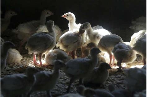 Iowa, U.S. farmers face a grisly chore after bird flu hits flocks