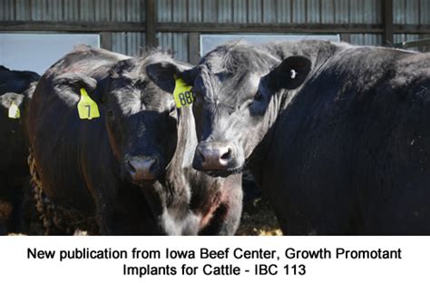 Iowa Beef Center Report