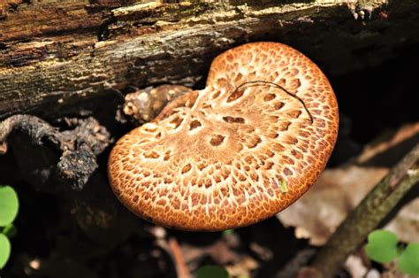 Iowa fall mushrooms. The parts of the mushroom are the cap, gills or pores, spores, stem, ring, volva, mycelium and hypha. The mushroom can be divided into underground and aboveground sections. The cap... 