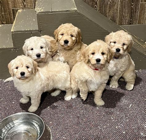 Chloe and her pups enjoying the sunshine and exploring the yard on Friday!! ️ • All of her pups have been reserved! @ Iowa Goldendoodle Dandys. 