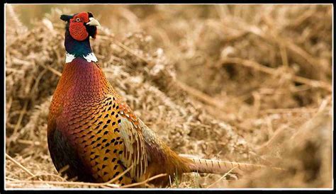 Take the time to hunt the areas that have good pheasant habitat, skip those that don't and with a little luck you'll be eating a better dinner than can be found in any restaurant: fried pheasant! Best States to Find Public-Land Pheasants. Iowa. (515)281-5918; iowadnr.gov. Where to Hunt:. 