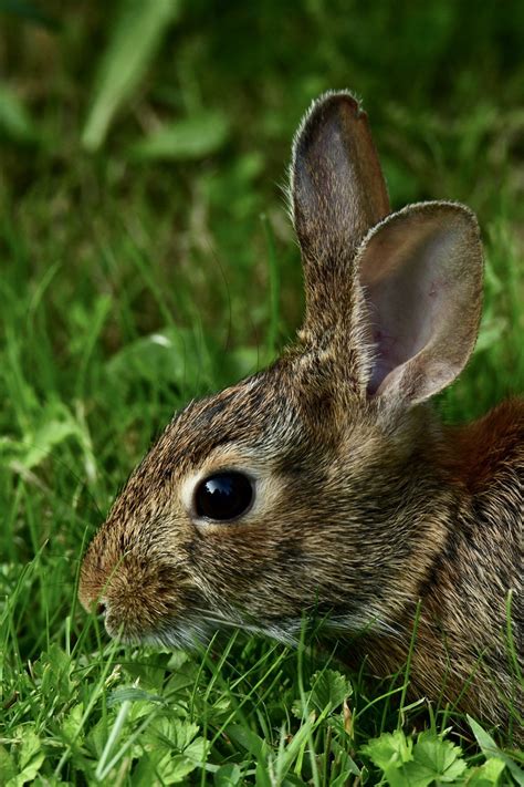 White-tailed jackrabbits are nocturnal animals; they rest during the 