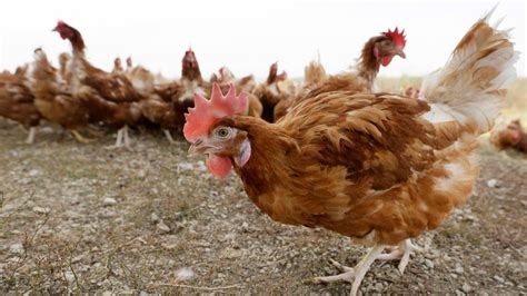 Iowa to kill 1.5M more hens and turkeys because of bird flu