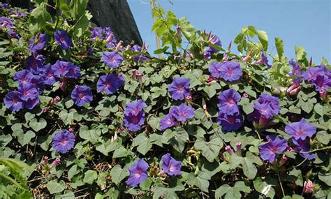 Ipomoea Tricolor: Growing Great Grannyvines - Epic …