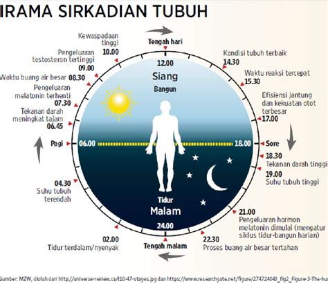 Irama sirkadian adalah. .  ...
