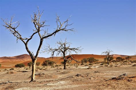 Iraq Launches Tree Planting Initiative to Fight Desertification and ...