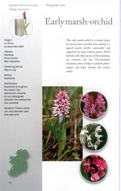 Ireland s wild orchids a field guide. - Bio ch 28 protists guide answers.
