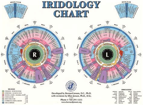 Iridology Chart Printable
