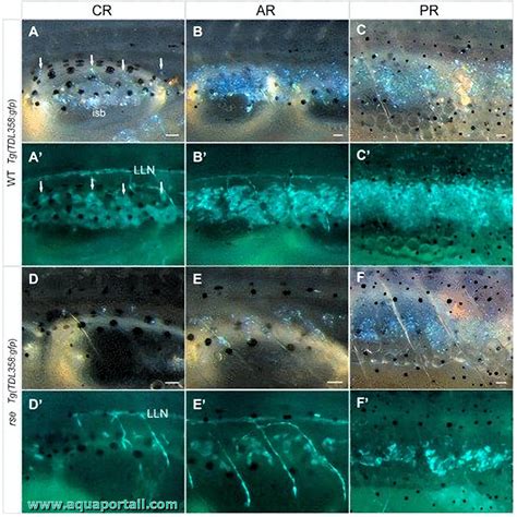 Iridophores create colorful and linearly polarized reflective patterns. Equally interesting, the photoreceptors of cephalopod eyes are arranged in a way to give these animals the ability to detect the linear polarization of incoming light.. 