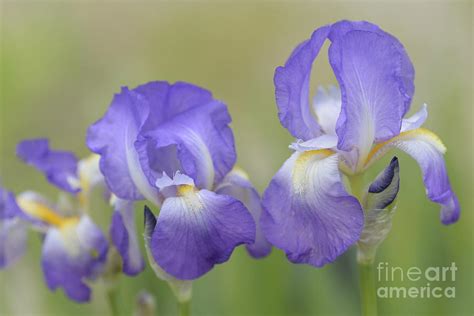 Iris Aphrodite Onlyfans Leak PORN 🍆