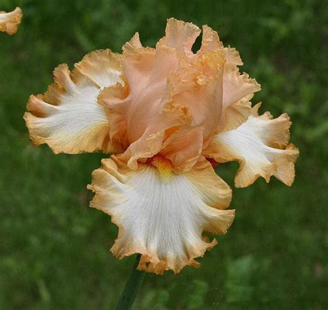 Iris Barbara Archambault from Homosassa, Florida