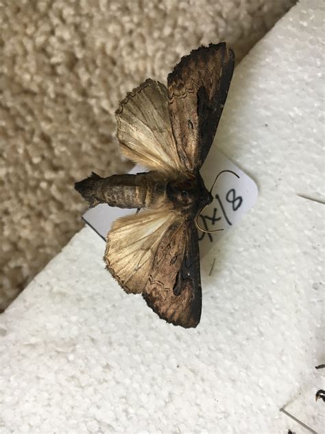 Iris Borer Moth (Macronoctua onusta) - Maryland Biodiversity