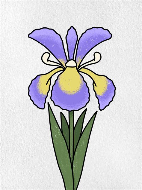 Iris Drawing Easy