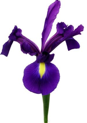 Iris Hong Kong - Online Flower Search