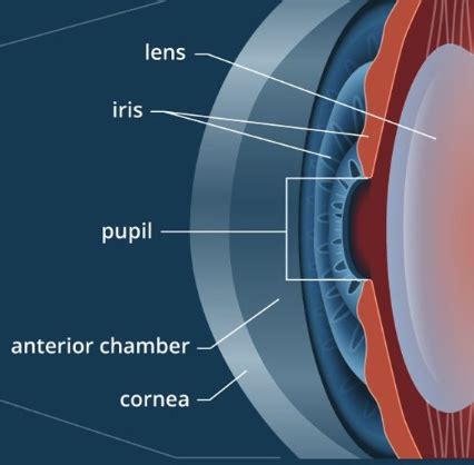 Iris and Pupil Flashcards Quizlet