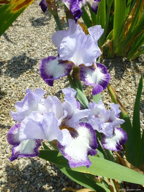 Iris barbata Plant Encyclopedia About-garden.com