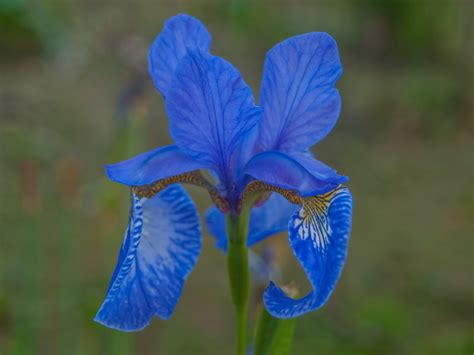 Iris download. Things To Know About Iris download. 