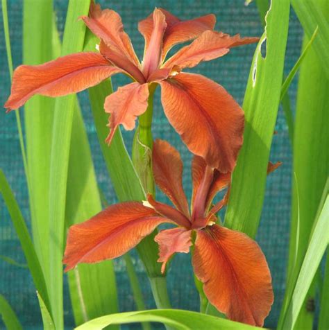 Iris fulva Copper Iris Prairie Moon Nursery